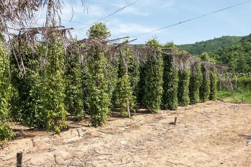 Rows of pepper vines climb wooden posts on a farm in Kampot province, Cambodia.