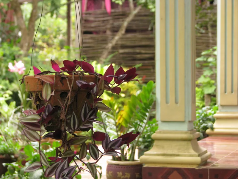 A hanging pot of trailing purple-and-green plants decorates a shaded veranda at a Mekong Delta homestay.