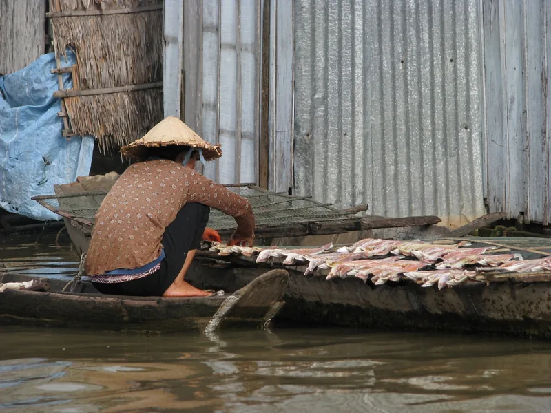 A woman in a conical hat crouches on a boat drying fish on racks along the Mekong Delta.