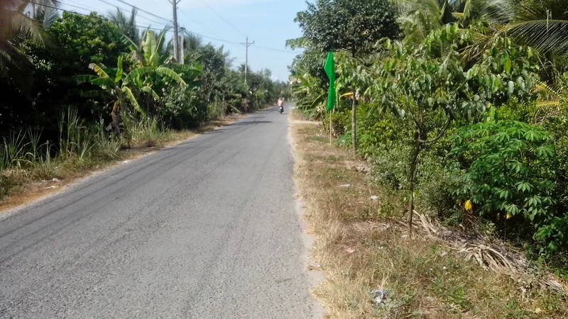 A quiet rural road lined with banana and coconut trees in the Mekong Delta countryside.