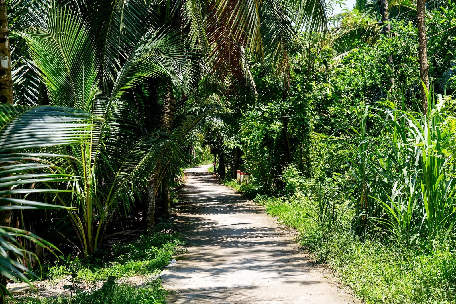 A narrow dirt path winds through dense coconut palms and tropical greenery in the Mekong Delta.