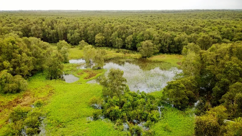 Aerial view of the flooded Tra Su melaleuca forest wetland near Chau Doc, Vietnam.