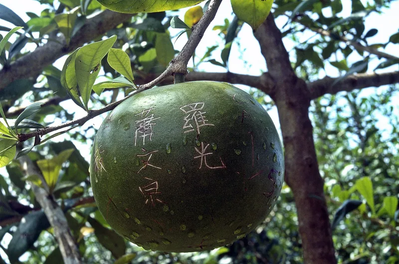 A green pomelo fruit with carved Chinese characters hangs from a tree in the Mekong Delta.