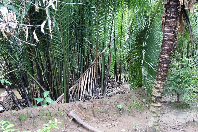 Dense nipa palms and a coconut tree grow along a muddy riverbank in the Mekong Delta.