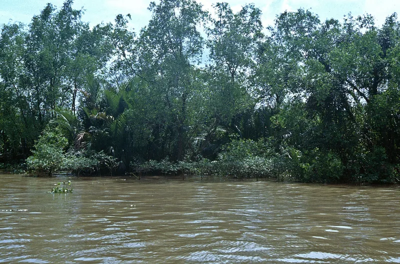 Muddy river water flows past dense mangrove trees and palms along the Mekong Delta bank.