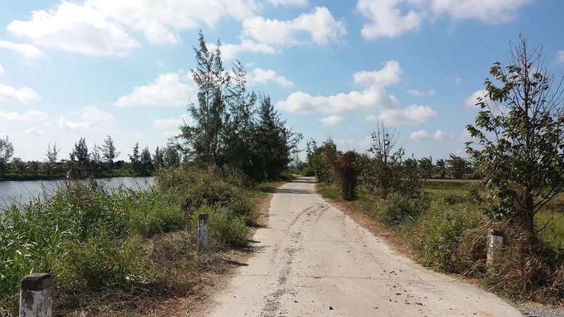 A narrow concrete road runs between a lake and rice fields lined with pine trees in the Mekong Delta countryside.