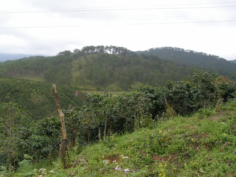 Coffee plants growing on a terraced hillside with pine-forested mountains in the background near Da Lat.