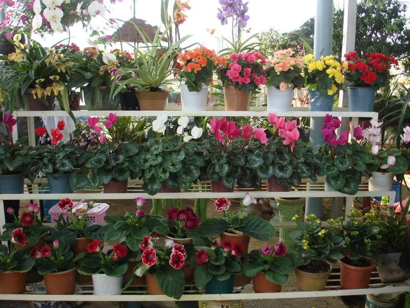 Rows of colorful potted flowers, including cyclamen and gloxinia, displayed on shelves at a Da Lat flower market.