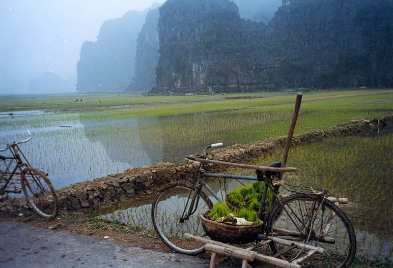 Bicycles rest beside flooded rice paddies with limestone karsts rising through mist near Tam Coc, Ninh Binh.