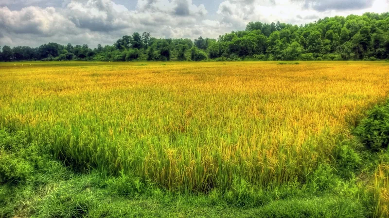 Golden rice paddy stretches toward a tree line under cloudy skies near the Quang Tri DMZ.