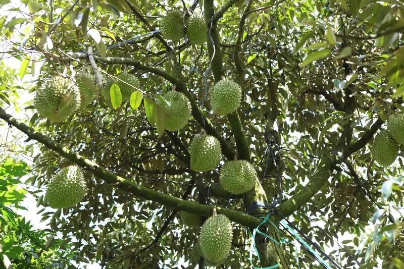 Spiky durian fruits hang from tree branches in an orchard in Soc Trang, Vietnam.