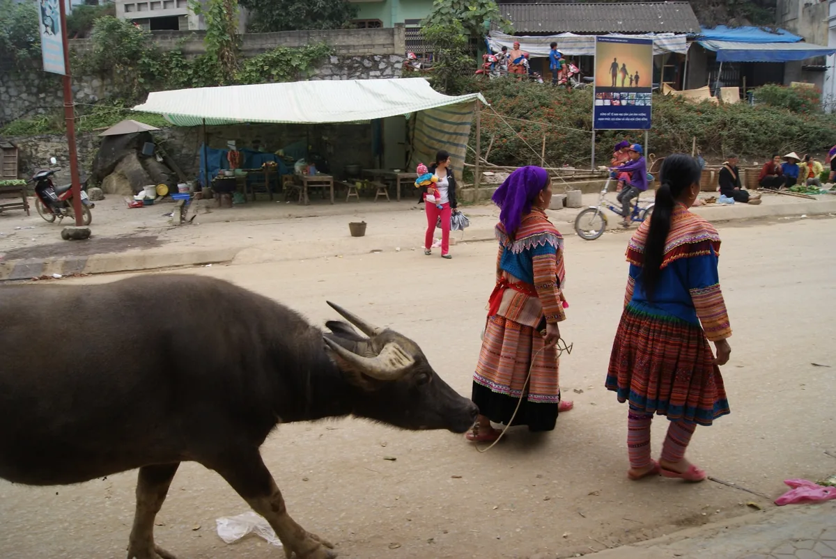 Flower Hmong women in colorful traditional dress stand near a water buffalo on a street in Bac Ha.