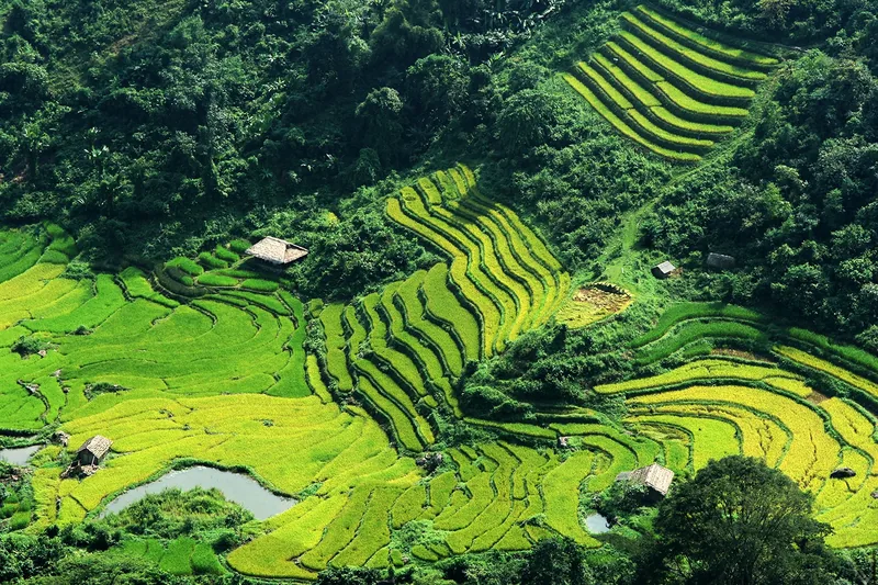 Terraced rice fields ripple across a green valley in Hoang Su Phi, surrounded by forested hills and small huts.