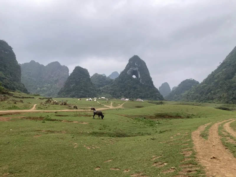 A water buffalo grazes on a green meadow near Nguom Ngao's karst peak with a natural hole in Cao Bang.