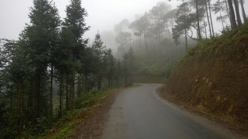 A misty mountain road winds through pine forest in Yen Minh district, Ha Giang.