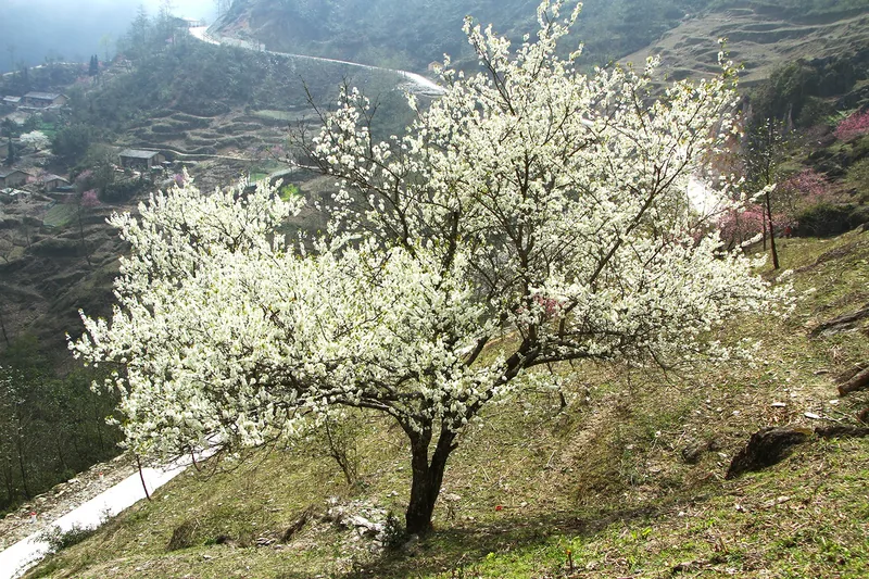 A blooming white plum tree stands on a terraced mountainside in Dong Van, Ha Giang.
