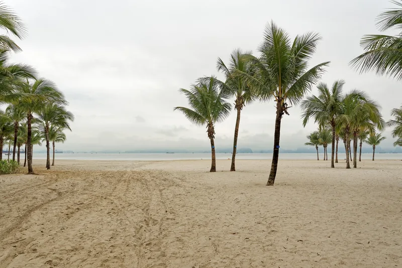 Palm trees line the sandy shore of Bai Chay Beach in Ha Long under an overcast sky.