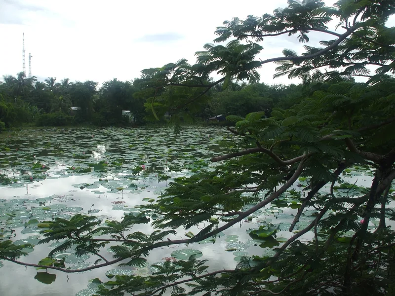 A lotus pond covered with lily pads and blooms sits beside palm trees in Ha Tien.
