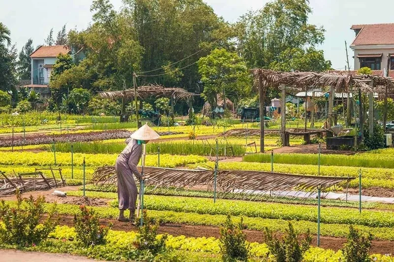 A farmer in a conical hat tends rows of vegetables at Tra Que vegetable village near Hoi An.