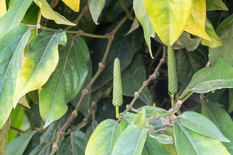 Green pepper spikes growing on vines amid leafy foliage at a pepper plantation in Kampot province