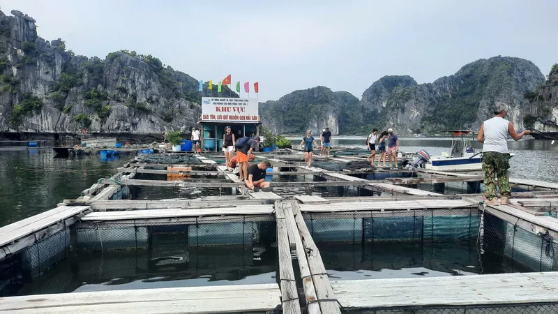 Visitors walk across a floating fish farm with wooden pens surrounded by limestone karsts in Lan Ha Bay.