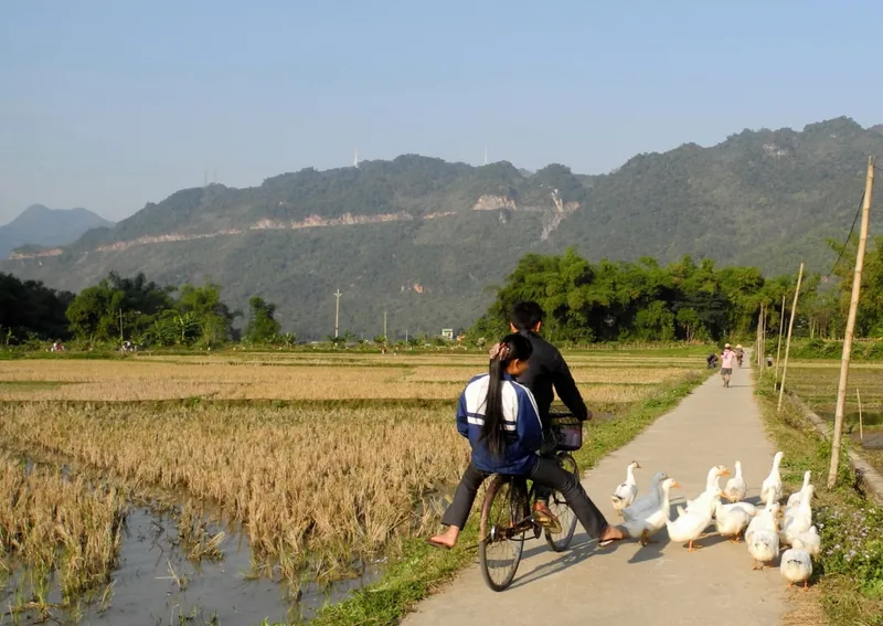 Two people ride a bicycle past a flock of ducks on a rural path through rice fields in Mai Chau.