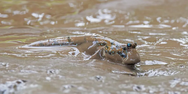 A giant mudskipper rests on wet mud in the Mekong Delta's tidal waters.