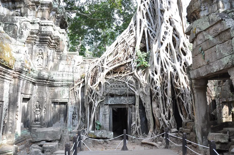 Massive tree roots engulf the ancient stone doorways of Ta Prohm temple near Siem Reap, Cambodia.