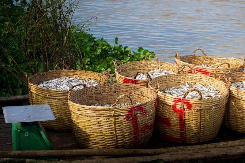 Woven baskets filled with fresh small fish sit on a boat by the riverbank in the Mekong Delta.