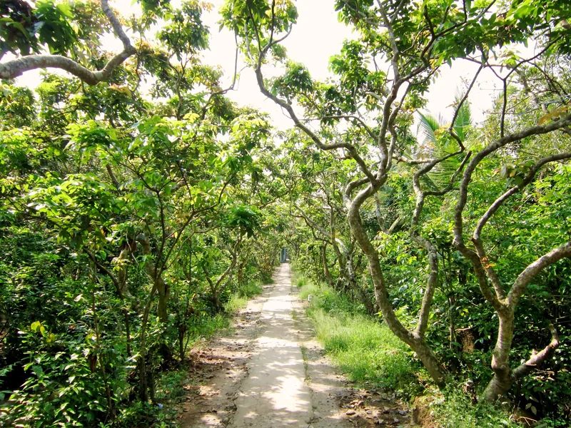 A narrow concrete path winds beneath a shaded canopy of fruit trees in the Mekong Delta.