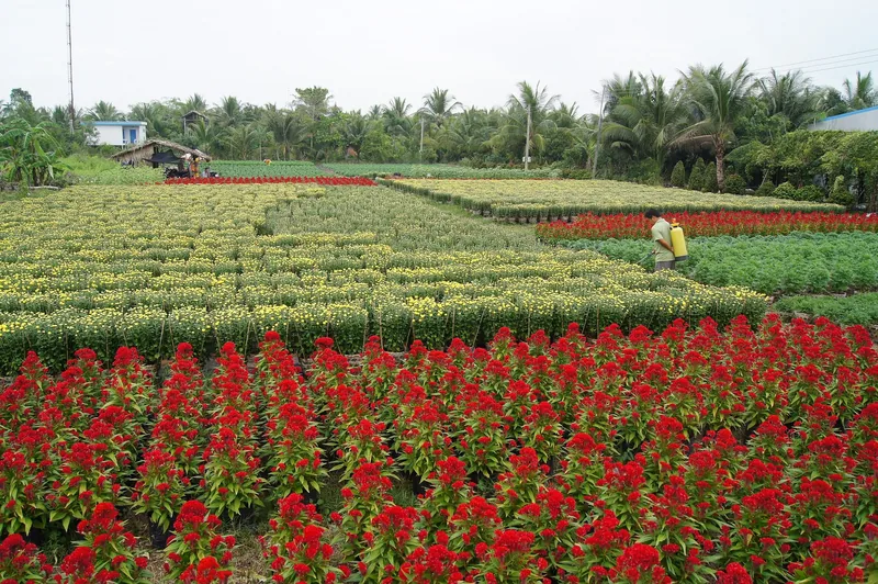 Rows of red cockscomb and yellow chrysanthemum flowers grow in a Mekong Delta flower village with palm trees behind.