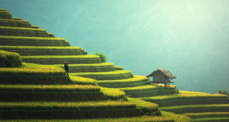 A person walks among the green rice terraces beside a wooden hut in Mu Cang Chai.