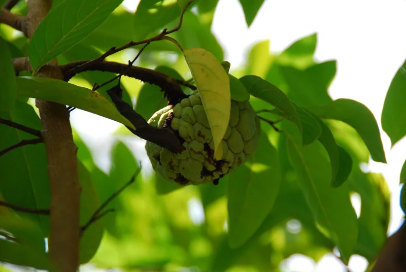 A custard apple fruit hangs from a leafy branch in an orchard in the Mekong Delta.