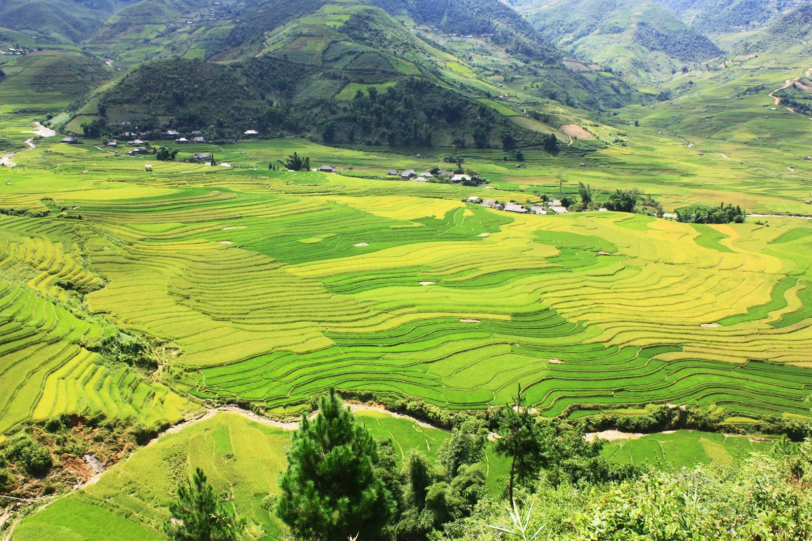 Terraced rice fields ripple across a wide valley below forested mountains in Mu Cang Chai.