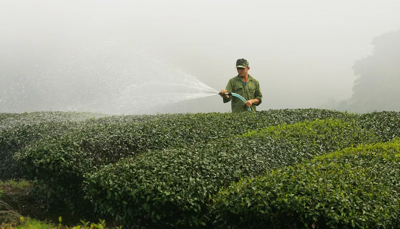 A worker sprays water over rows of tea bushes on a misty morning in Moc Chau, Son La.