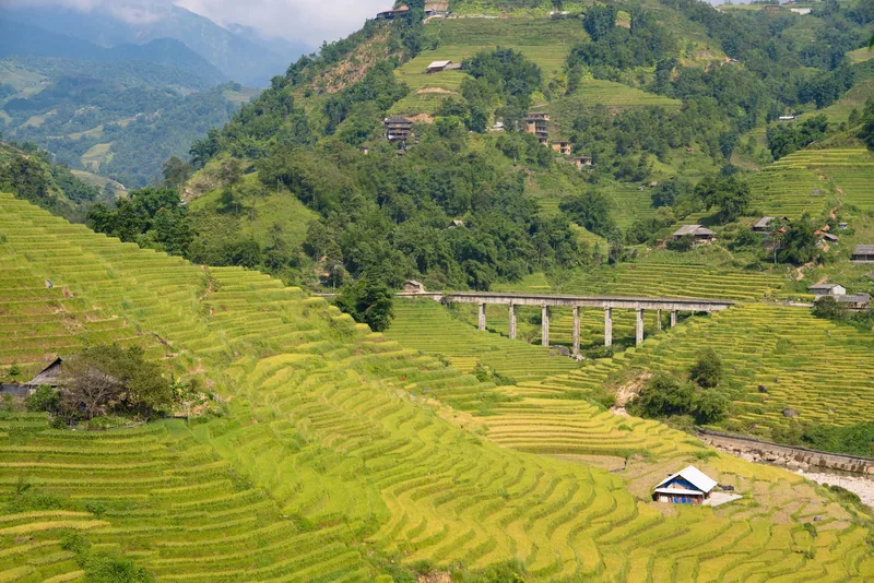 Golden rice terraces cascade down a mountain valley with a bridge and scattered houses near Fansipan, Lao Cai.