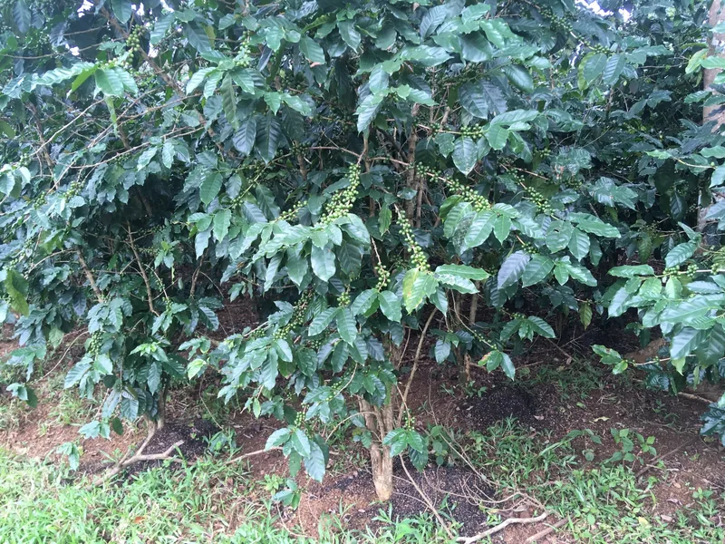 A coffee bush with clusters of green beans grows on a plantation in the Bolaven Plateau.