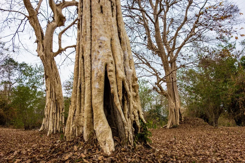 Massive banyan tree with ridged buttress roots stands among dry leaves in Si Phan Don, Laos.