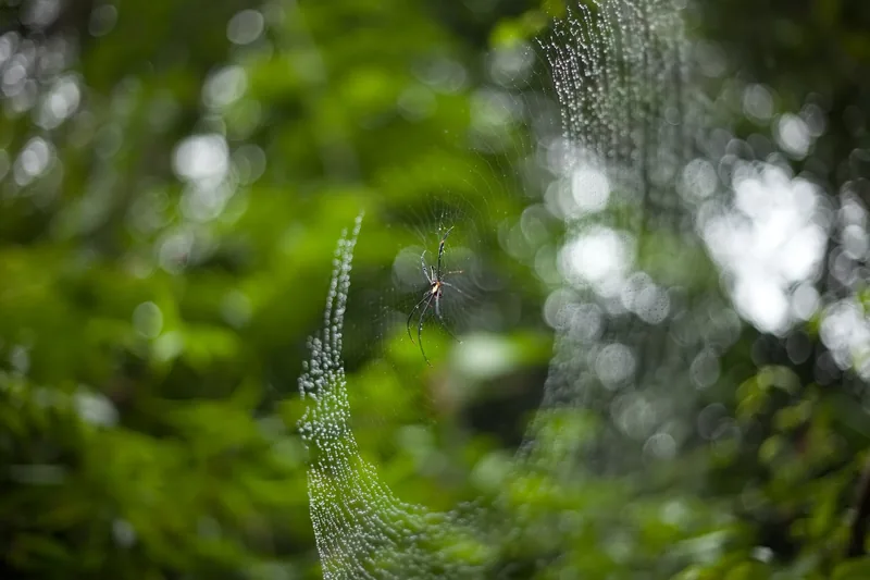 A spider rests on a dew-covered web in the lush jungle of Phong Nha-Ke Bang National Park.