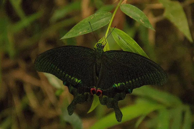 A dark green swallowtail butterfly with red eyespots rests on a leaf in the Pu Luong nature reserve.