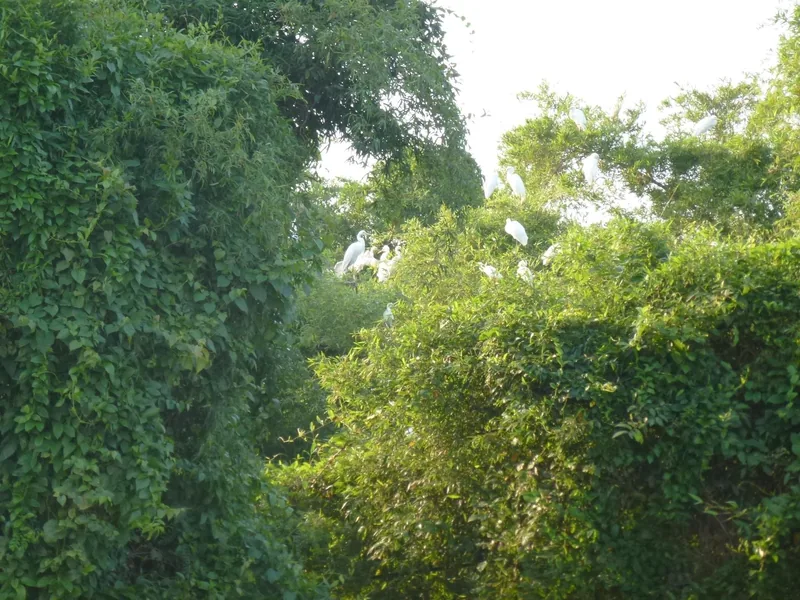 White egrets perch among dense green treetops at a stork colony in Pu Luong.