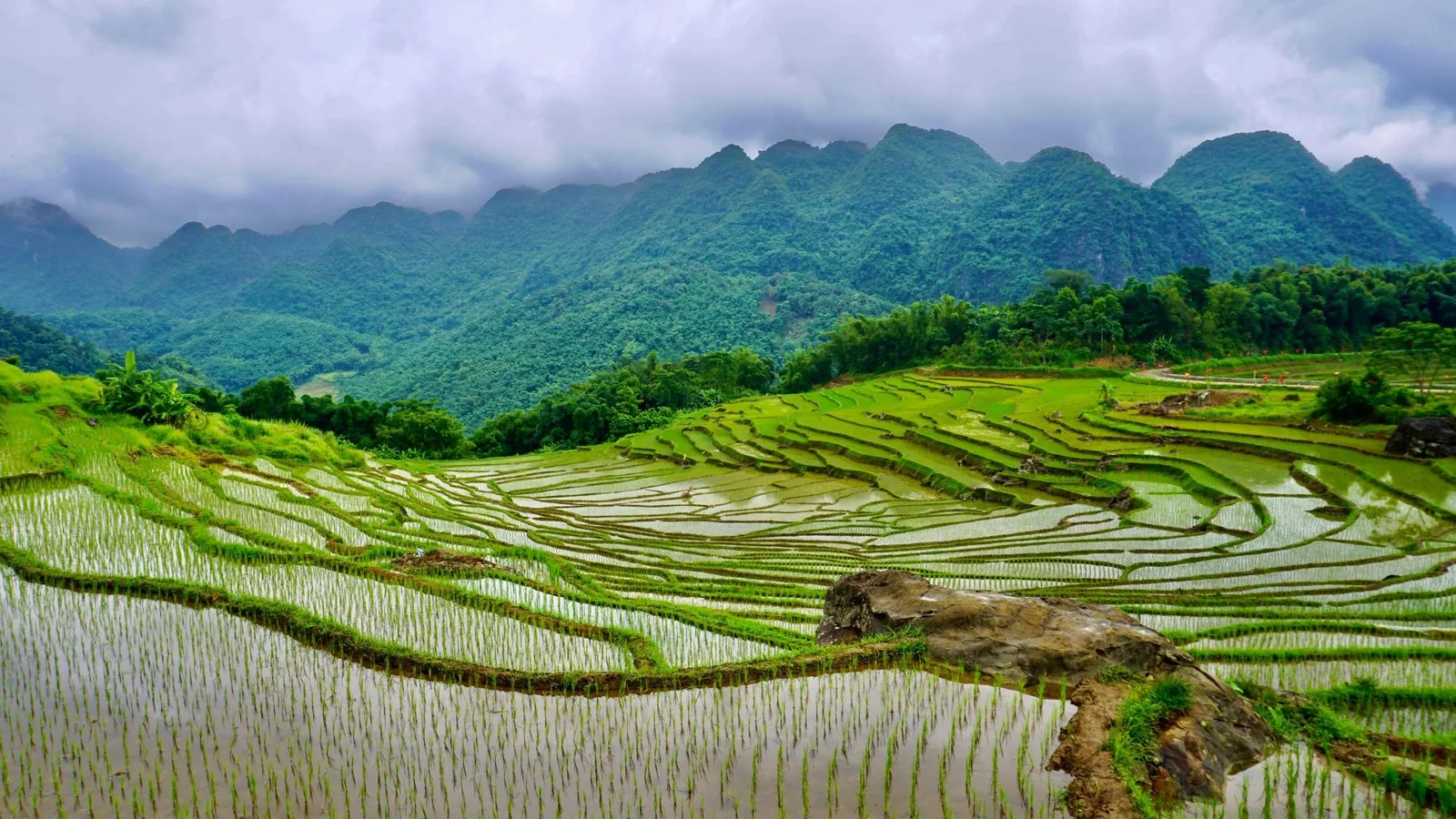 Water-filled terraced rice fields stretch beneath misty limestone mountains in Pu Luong.