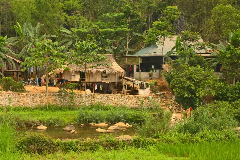 Stilt houses with thatched roofs sit among banana trees and rice fields in Pu Luong village.