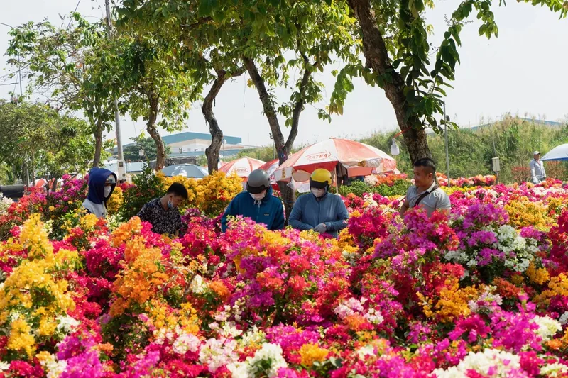 Shoppers browse rows of colorful bougainvillea blooms at an outdoor flower market in Saigon.