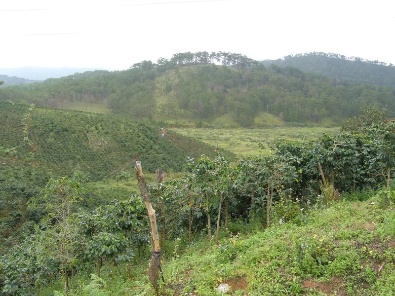 Rolling coffee plantations cover hillsides near pine-covered mountains outside Da Lat, Vietnam.