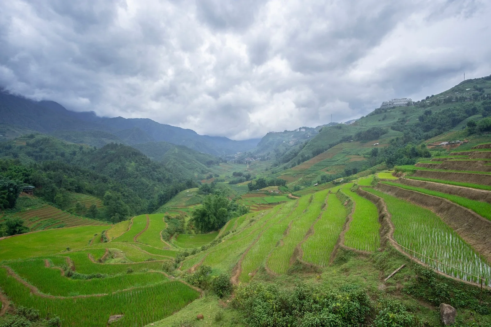 Green terraced rice fields cascade down a misty valley in the mountains near Sapa.