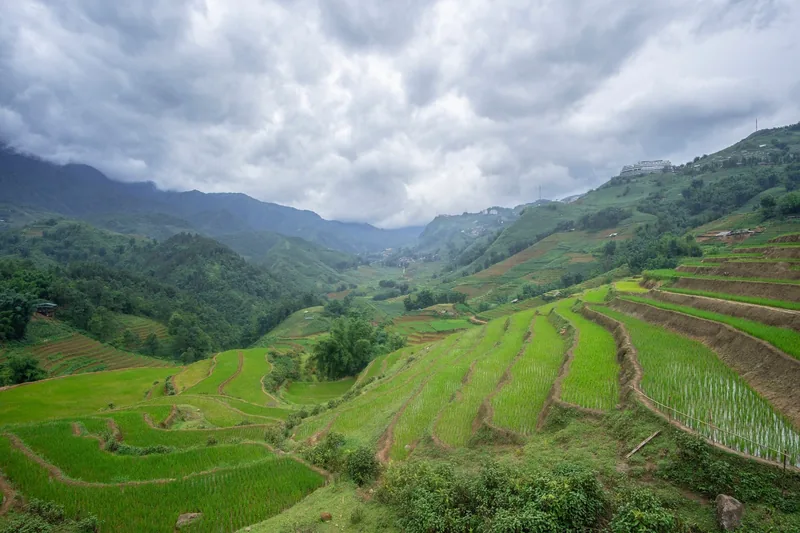 Green terraced rice fields cascade down a misty valley in the mountains near Sapa.