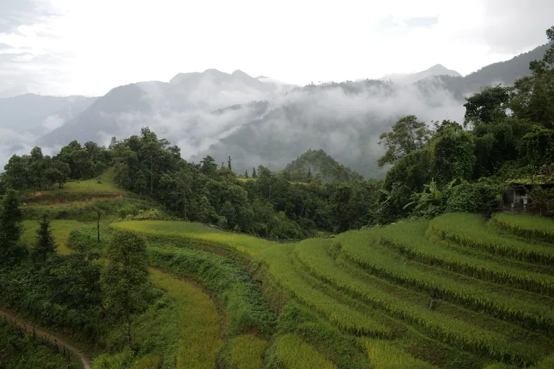 Mist rolls over forested mountains above lush green rice terraces in Sapa, Vietnam.