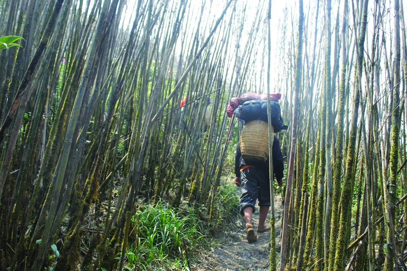 A porter carrying a heavy backpack walks through a dense bamboo forest trail near Y Ty, Sapa.