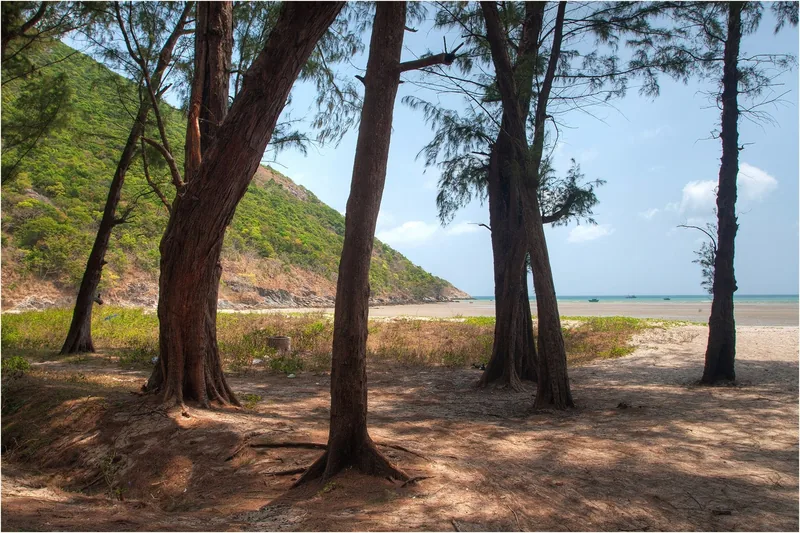 Casuarina pines frame a quiet sandy beach beneath a green hillside on Con Dao island.